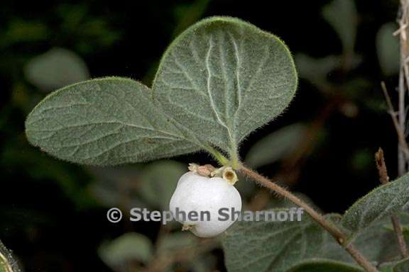 symphoricarpos mollis 7 graphic